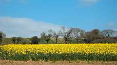 Cornish dafs