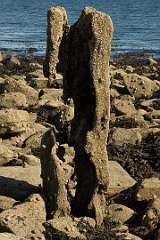Holy Island5