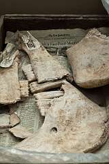 bone