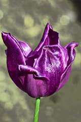 _DSC0056a