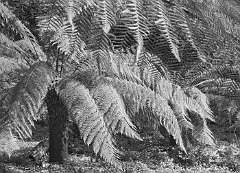 TR18