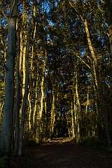 pepper-wood133
